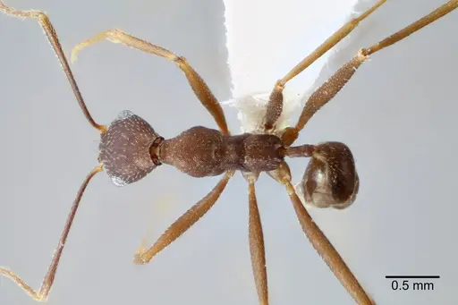 Pheidole skwarrae - CASENT0649705