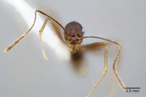 Pheidole skwarrae - CASENT0649705