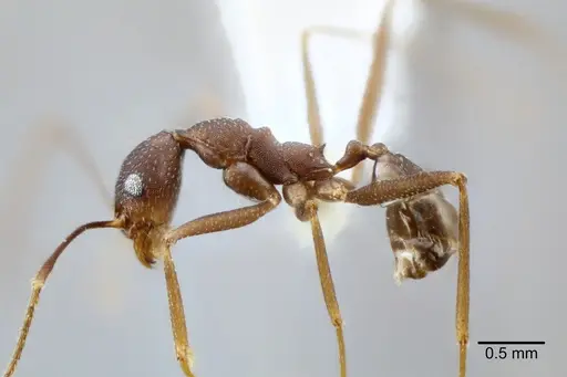 Pheidole skwarrae - CASENT0649705