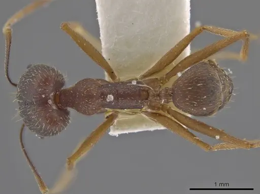 Pheidole skwarrae - JTLC000016530