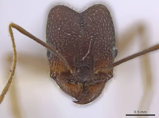 Pheidole skwarrae - JTLC000016530
