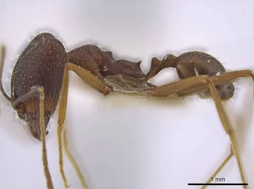 Pheidole skwarrae - JTLC000016530