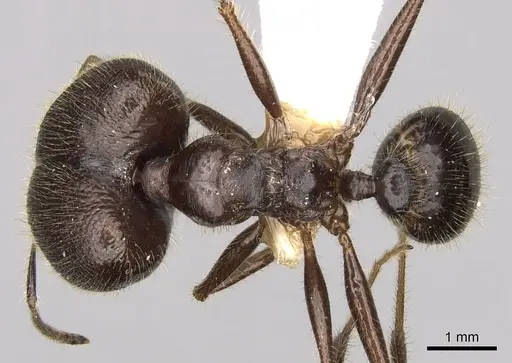 Pheidole smythiesii specimen