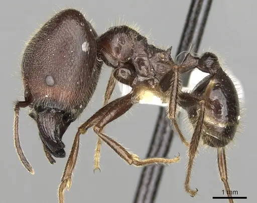 Pheidole smythiesii specimen