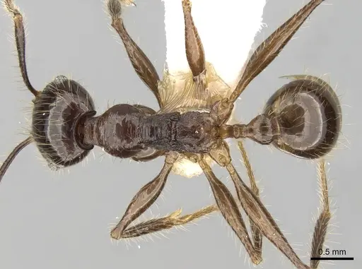 Pheidole smythiesii - CASENT0281648