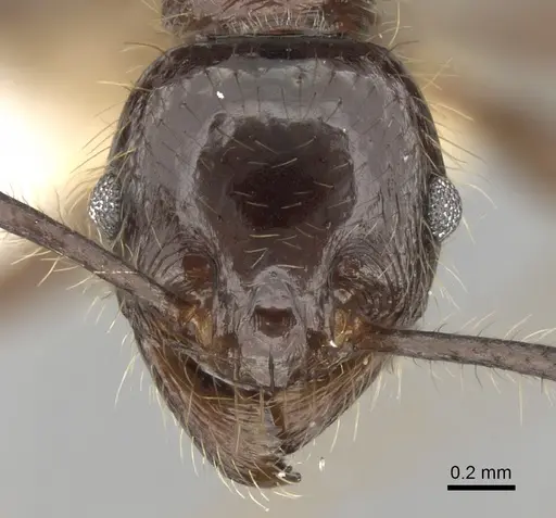 Pheidole smythiesii - CASENT0281648