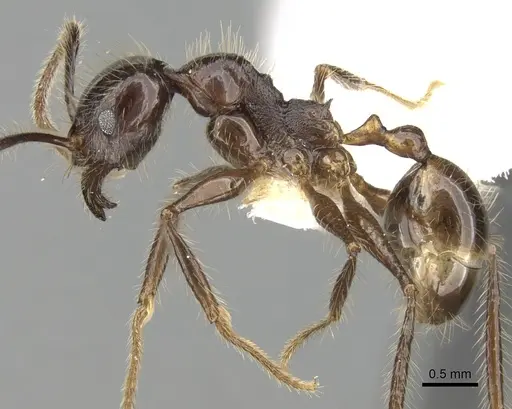 Pheidole smythiesii - CASENT0281648