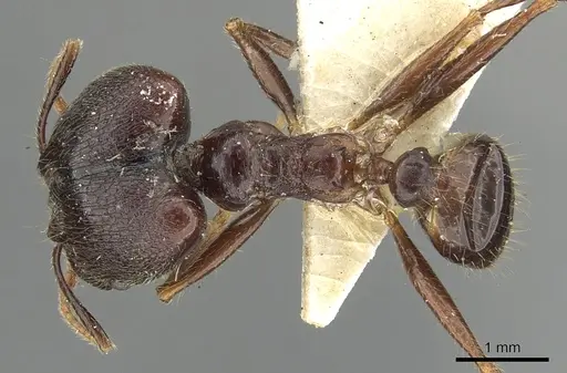 Pheidole smythiesii - CASENT0901502