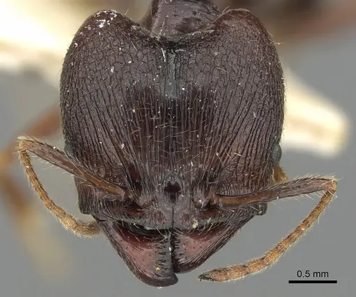 Pheidole smythiesii - CASENT0901502