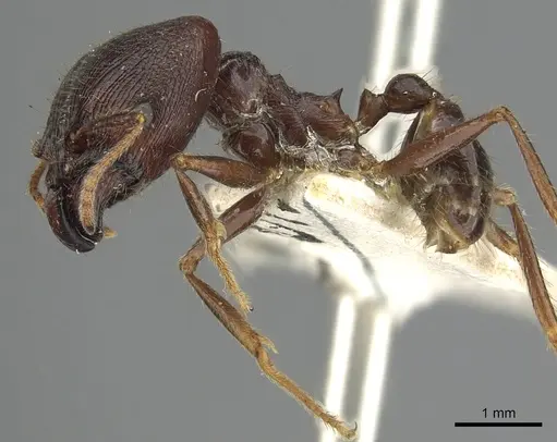 Pheidole smythiesii - CASENT0901502