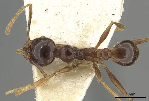 Pheidole smythiesii - CASENT0901503