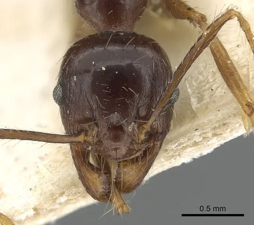 Pheidole smythiesii - CASENT0901503