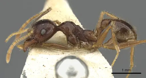 Pheidole smythiesii - CASENT0901503