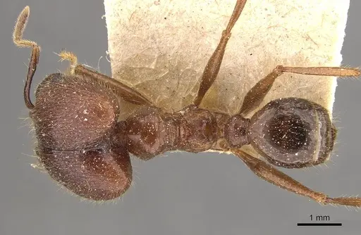 Pheidole smythiesii - CASENT0908315