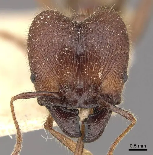 Pheidole smythiesii - CASENT0908315