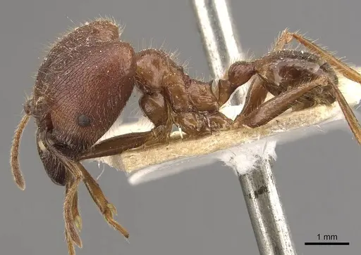 Pheidole smythiesii - CASENT0908315