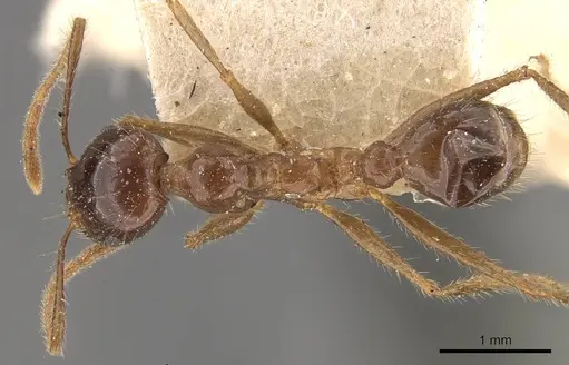 Pheidole smythiesii - CASENT0908316