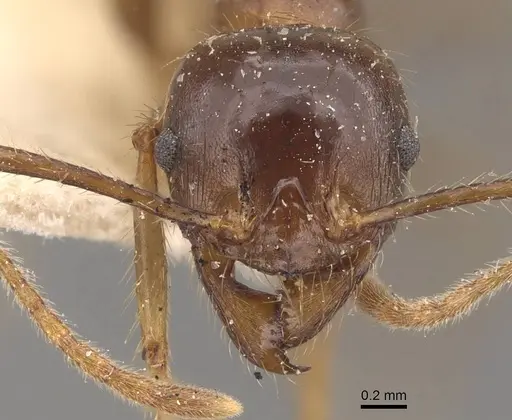 Pheidole smythiesii - CASENT0908316