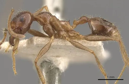 Pheidole smythiesii - CASENT0908316