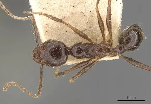 Pheidole smythiesii - CASENT0908317
