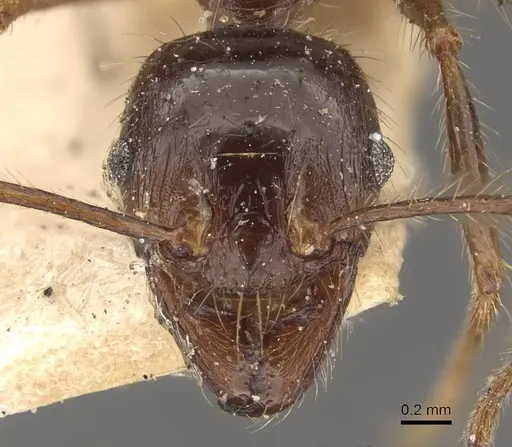 Pheidole smythiesii - CASENT0908317