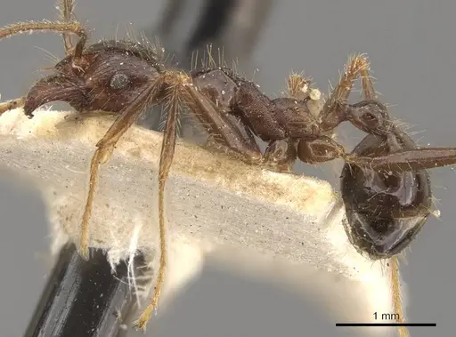 Pheidole smythiesii - CASENT0908317