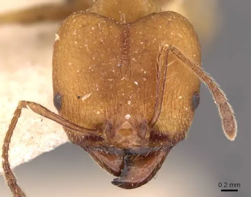 Pheidole socrates specimen