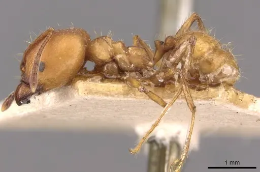Pheidole socrates specimen
