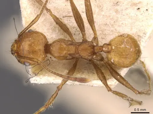 Pheidole socrates - CASENT0908092