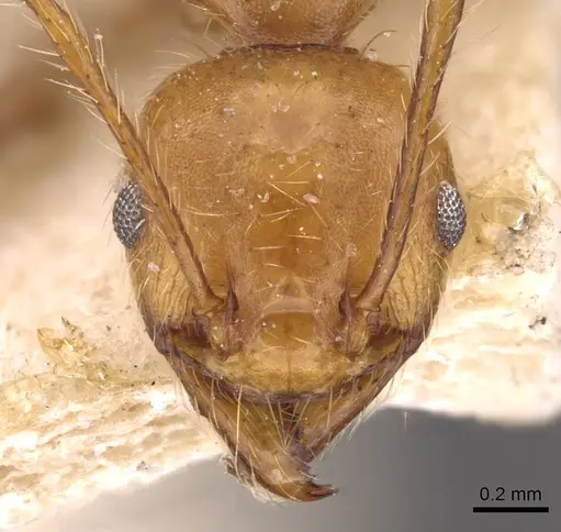 Pheidole socrates - CASENT0908092