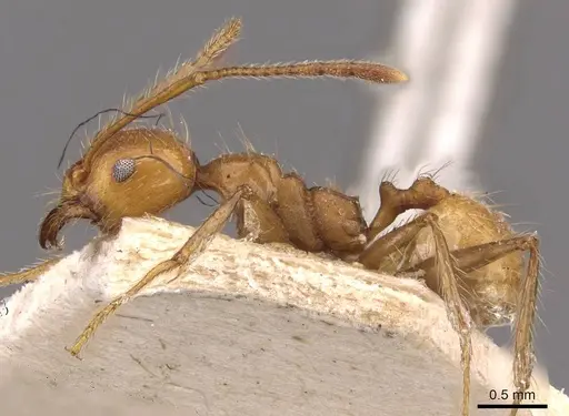 Pheidole socrates - CASENT0908092