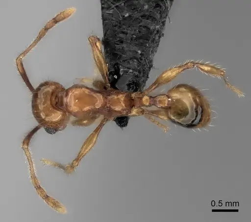 Pheidole sofia - CASENT0134184