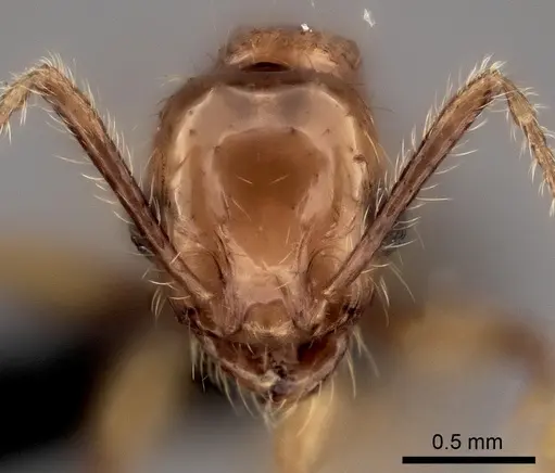 Pheidole sofia - CASENT0134184