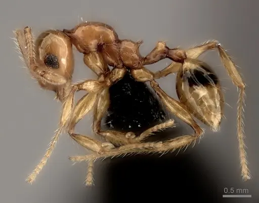 Pheidole sofia - CASENT0134184
