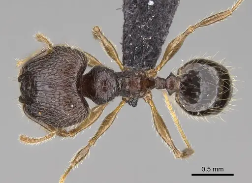 Pheidole sofia - CASENT0134187