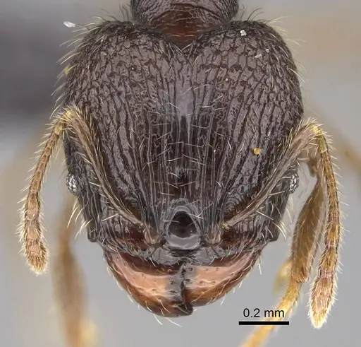 Pheidole sofia - CASENT0134187