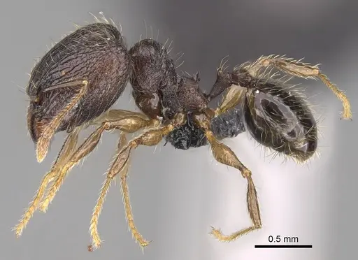 Pheidole sofia - CASENT0134187