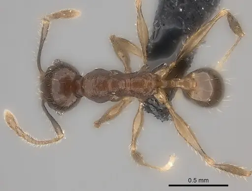 Pheidole sofia - CASENT0134472