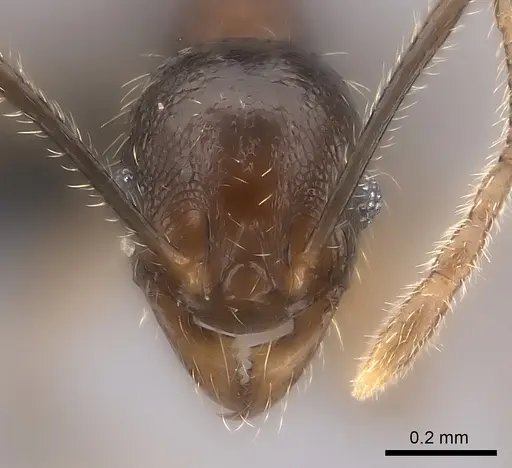 Pheidole sofia - CASENT0134472