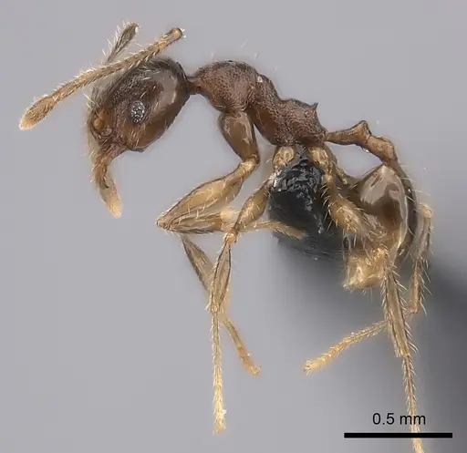 Pheidole sofia - CASENT0134472