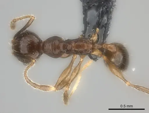 Pheidole sofia - CASENT0134473