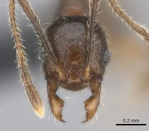 Pheidole sofia - CASENT0134473