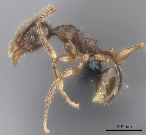 Pheidole sofia - CASENT0134473