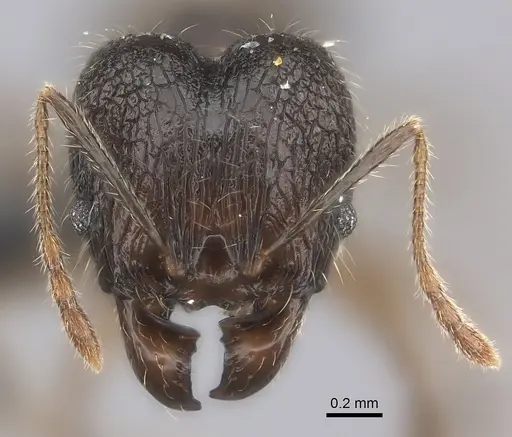 Pheidole sofia - CASENT0235074