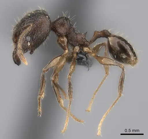 Pheidole sofia - CASENT0235074