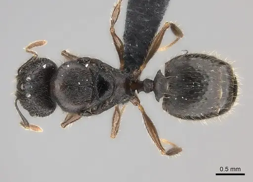 Pheidole sofia - CASENT0235075