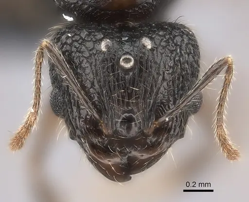 Pheidole sofia - CASENT0235075