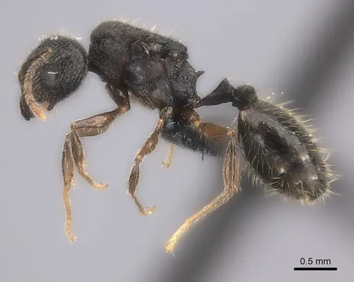 Pheidole sofia - CASENT0235075