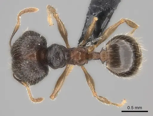 Pheidole sofia - CASENT0235078