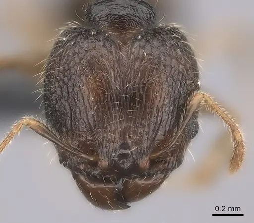 Pheidole sofia - CASENT0235078